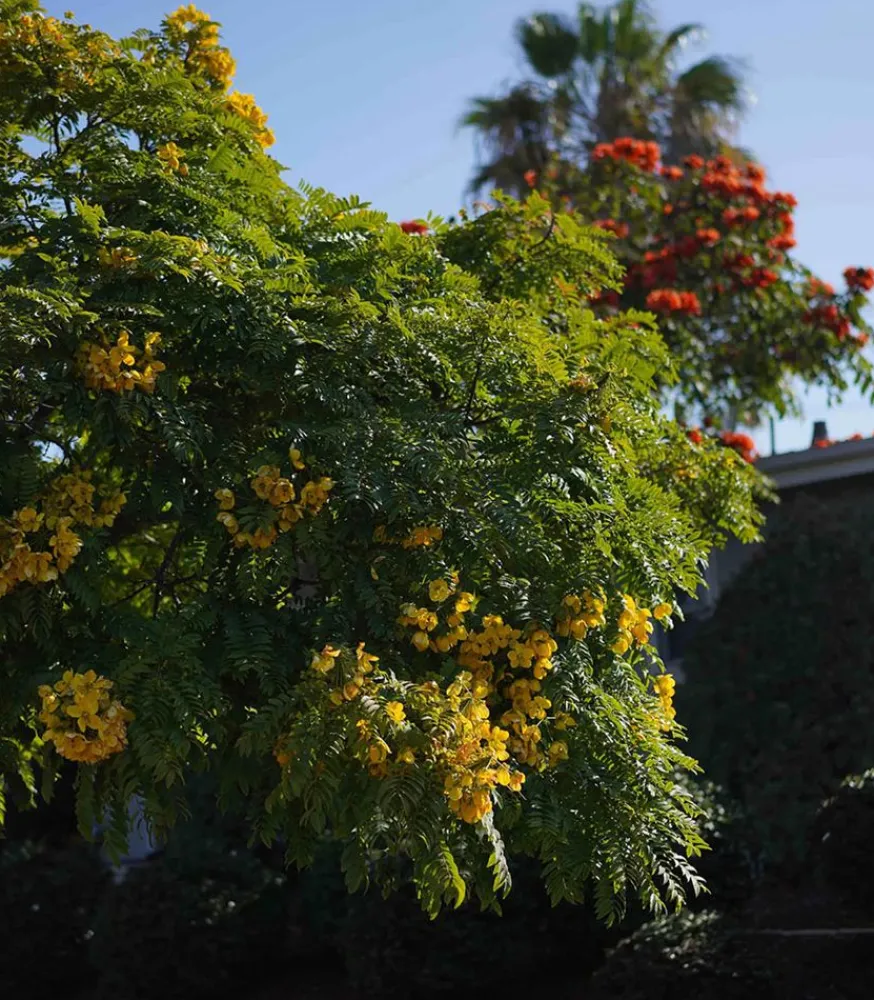 New Bougie #17 The First Morning 190G Bougies Parfumées