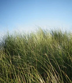 Sale Bougie #6 The Promenade 190G Bougies Parfumées