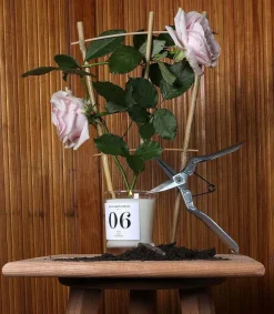 Online Bougie Parfumee 06 Rose, Yuzu Et Musc Blanc Bougies Parfumées