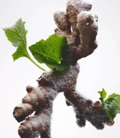 Hot Eau De Parfum 803 Embruns, Gingembre, Patchouli 30 Ml Femme Eaux De Parfum