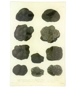 Clearance Vide-Poches Vintage "Mushrooms" Rangements